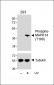 Phospho-MAPK14(T180) Antibody
